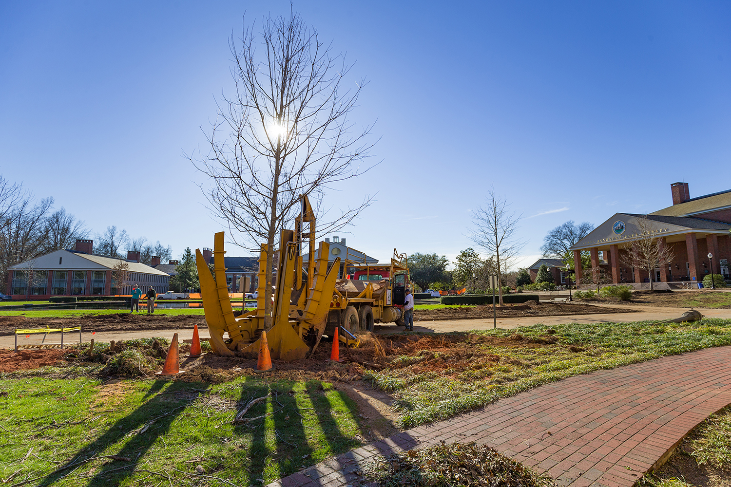 A large tree spade, a planting device like a backhoe, plants a young tree on a sunny day.