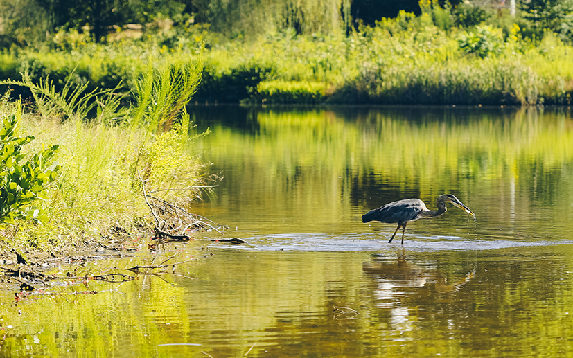 A great blue heron wades in Swan Lake