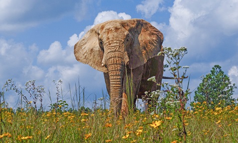 Elephant in field of flowers