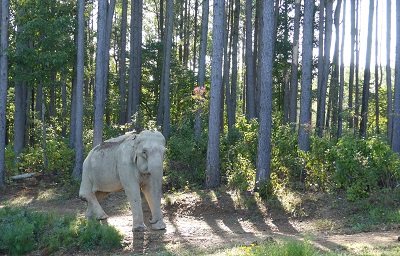 Elephant in the woods, Shirley