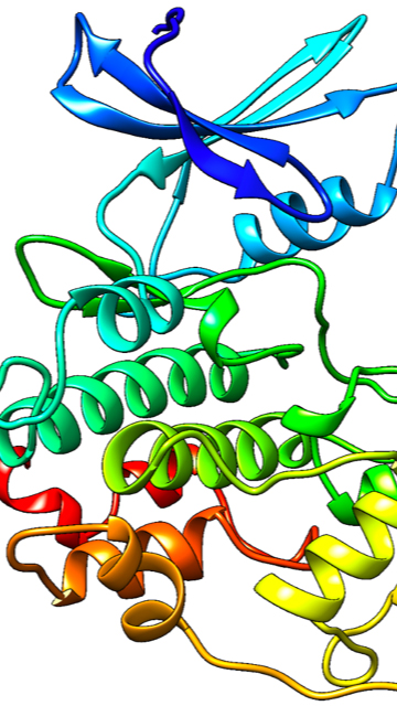A multi-colored computer model of a protein.