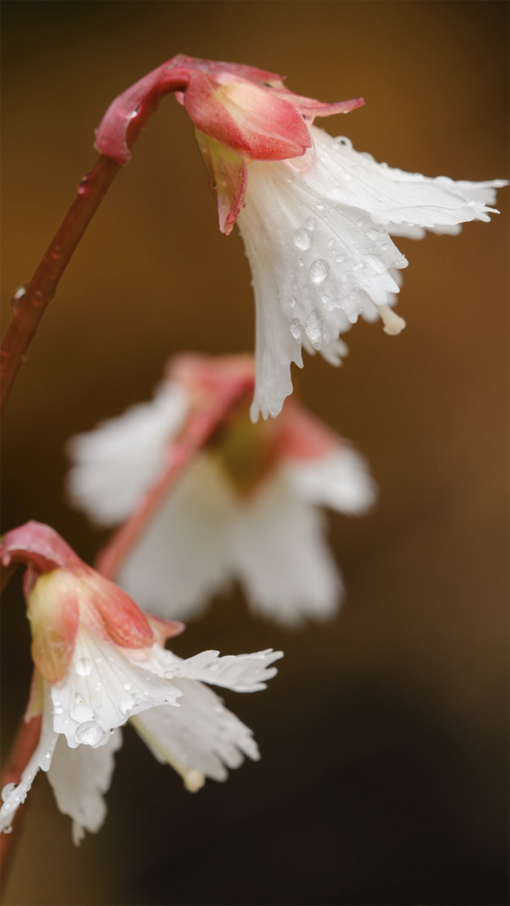A delicate white bell-shaped flower.