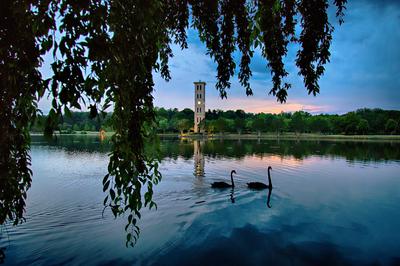 lake with overhanging trees, swans and bell tower
