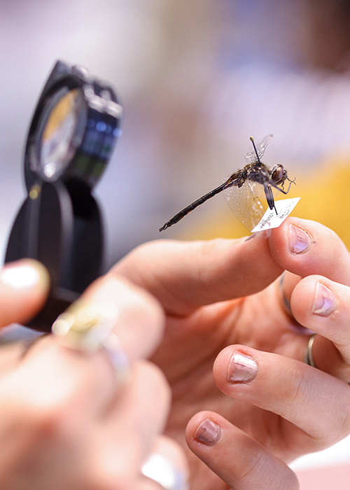A student examines a specimen during a MayX Insect Diversity course.